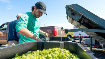 Technician Brian Nardone picks out any stems or leaves of picked hop cones before they are dried and baled for brewing trials. (Credit: Ryan Young/Cornell University)