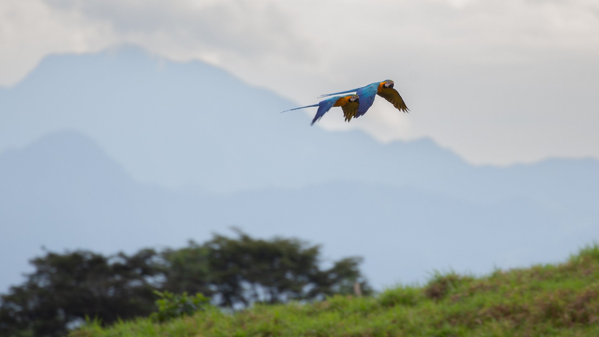 Bluie and Yellow Macaws flying over rubber forests in the Amazon. (credit: Dhruv Varun Cohen '26/Cornell University)