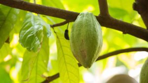 Cacao pods on a tree